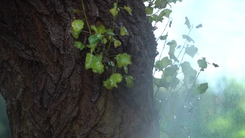 Splashes of water fall under pressure on tree Stock Footage 93558789