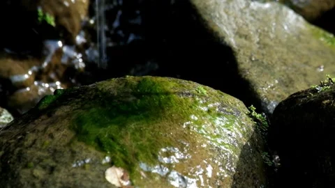 Splashes of water from a spring falling on mossy rocks Stock Footage 320954180