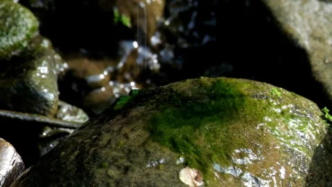 Splashes of water from a spring falling on mossy rocks 1 Stock Footage 320954218