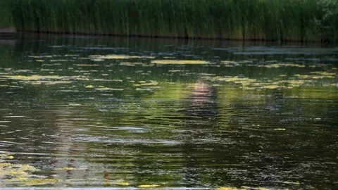 This splashing behavior of common carps is called rolling or spawning Stock Footage 130850207