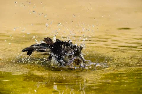 Splashing Bird in Water Stock Photos