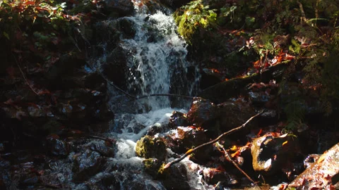 Splashing creek is falling down from the hill among colorful fall foliage. brook Stock Footage 204049487