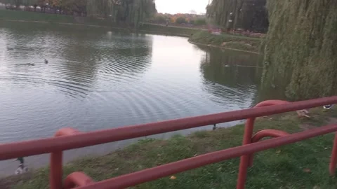 Splashing ducks on the pond Stock-Footage 218094438