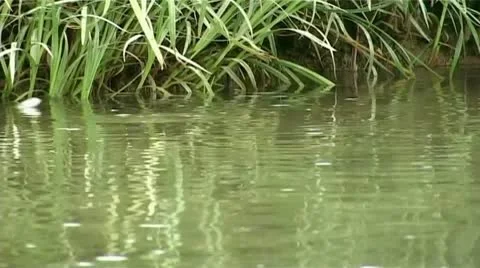 Splashing of fish Stock Footage 9026998