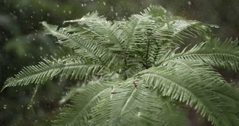 Splashing pure water drops falling on green fern plant while it's raining Stock-Footage 268980927