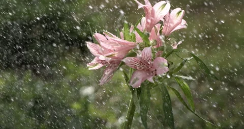 Splashing pure water drops falling on green fern plant while it's raining Stock Footage 268981657