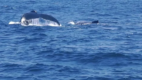 Splashing tail of whale when feeding Stock Footage