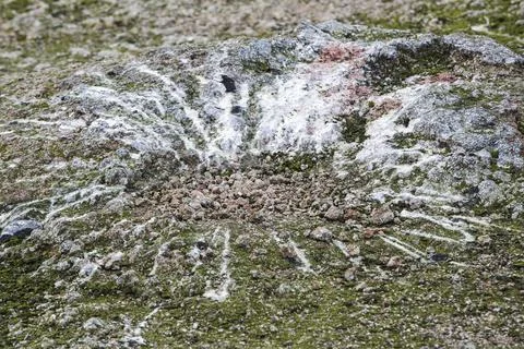 The splatter pattern of guano around an Adelie Penguins nest on Beagle Island Stock Photos