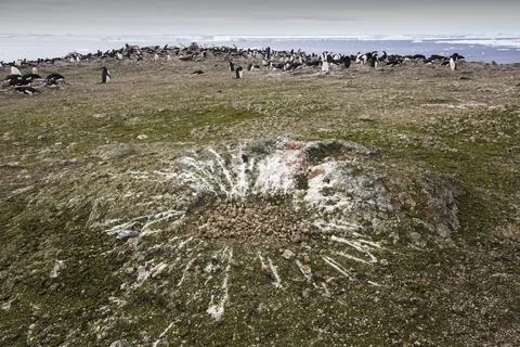 The splatter pattern of guano around an Adelie Penguins nest on Beagle Island Stock Photos