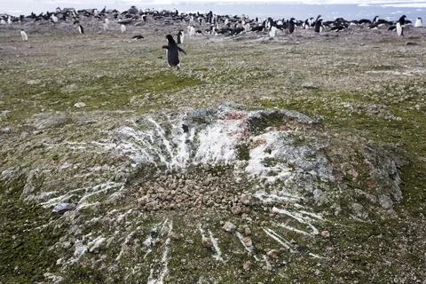 The splatter pattern of guano around an Adelie Penguins nest on Beagle Island Stock Photos