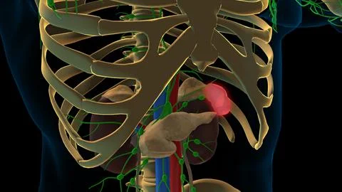 Spleen and lymphatic system lymph nodes anatomy for medical concept 3D rend.. Stock Illustration