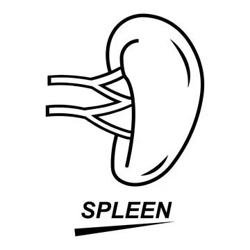 Spleen icon Stock Illustration