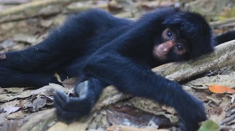 A Spleepy Black Spider Monkey Stock Footage 55342491