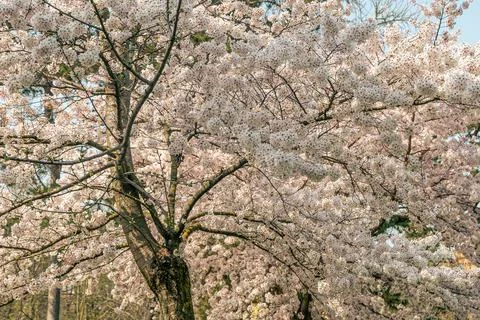 Splendid cherry tree Stock Photos