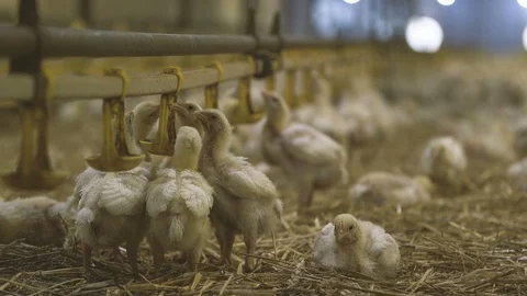 Splendid chicken drinking water from round metallic bowls in a hen factory Stock Footage 99280002