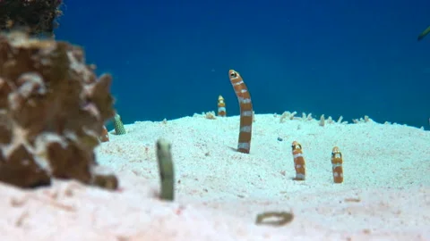 Splendid Garden Eels and Spotted Garden Eels coming out from burrow underwater. Stock Footage 308898525