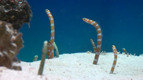 Splendid Garden Eels and Spotted Garden Eels looking around underwater. 4K Vidéo 311965821
