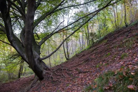 Splendid huge Beech Fagus sylvatica tree with enormous roots in a forest with Stock Photos
