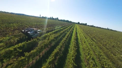 Splendid low aerial buzzing past grape harvesting machine working in the fields Stock Footage 338169274