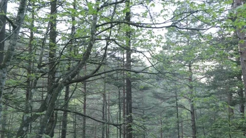 A splendid mountain forest at dawn Video stock 241891062