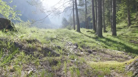 A splendid mountain forest at dawn Video stock 241891197