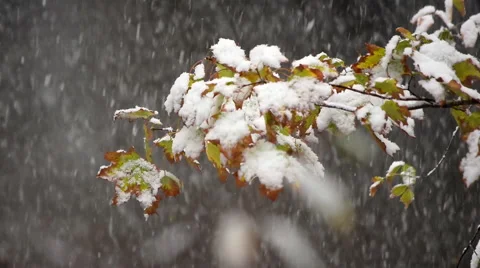 Splendid nature scene with first heavy snow fall in the park. Vídeo Stock 55815698