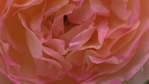 Splendid pink-orange aromatic rose blossom background. extreme macro. morning Stock Footage 245759949