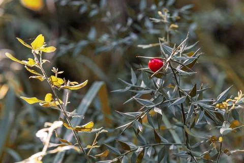 The splendid red flower Stock Photos
