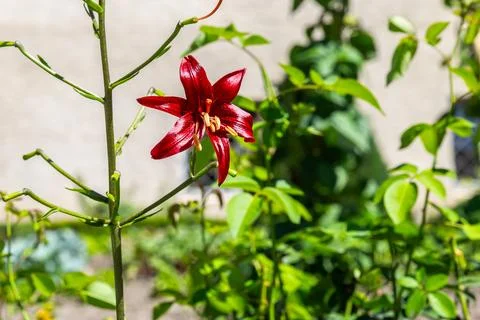 The splendid red lily Stock Photos