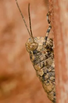 Splendid rock grasshopper. Stock Photos