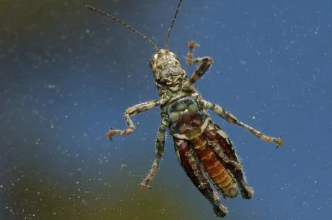 Splendid rock grasshopper. Stock Photos