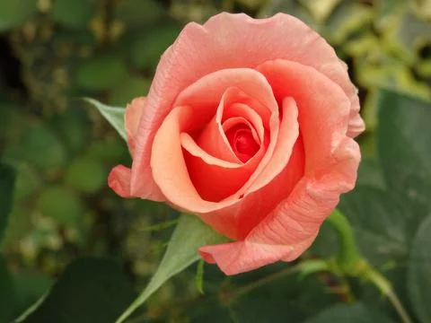 Splendid Rose Stock Photos