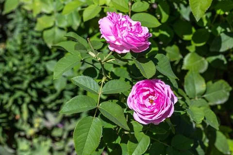 The Splendid rosy rose Stock Photos