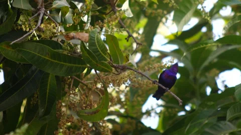 Splendid sunbird perched on branch looking around and flying nearby Stock Footage 208940296