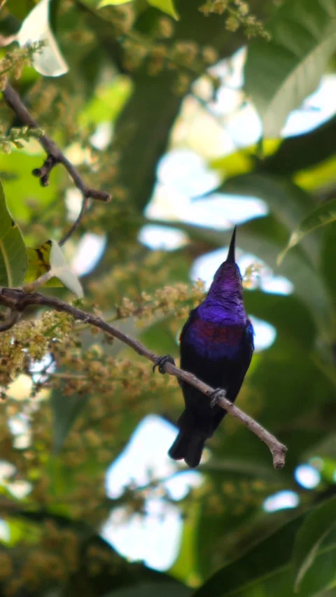Splendid sunbird perched on branch looking around and flying nearby Stock Footage 230689321