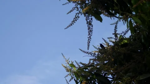 Splendid sunbird silouhette perched on branch looking around and flying away Stock Footage 208940301