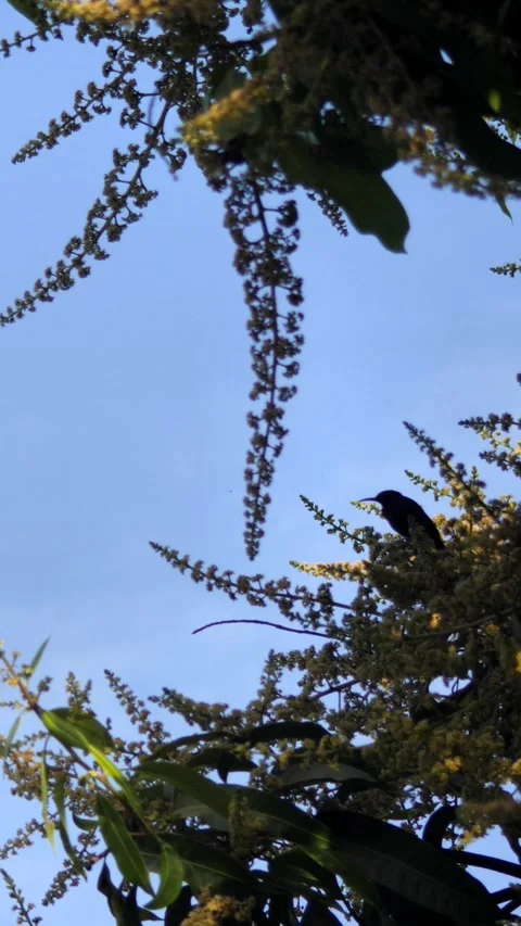 Splendid sunbird silouhette perched on branch looking around and flying away Stock Footage 230689396