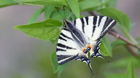 Splendid swallowtail butterfly rest on spring green leaf Vidéo 37560909