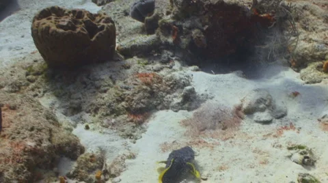 Splendid Toadfish 库存影片 1009995