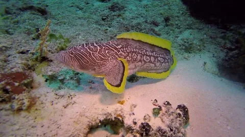 Splendid toadfish swimming on coral reef Stock Footage 79274472