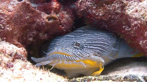 Cozumel Splendid Toadfish