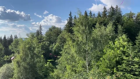 Splendid view of a forest with actual chirping birds in background Stock Footage 197527658