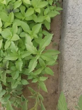 The Splendor &amp; charm of Basil Stock-Fotos