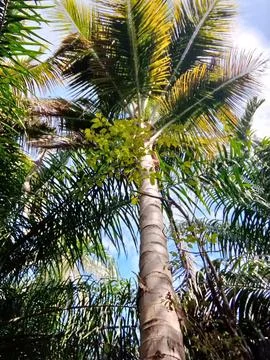 The Splendor of a Coconut Tree from a Low Angle Stock Photos