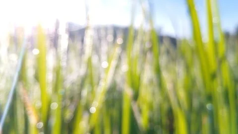 The splendor of dewdrops with a bokeh texture. Stock Photos
