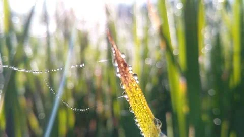 The splendor of dewdrops with a bokeh texture. Stock Photos