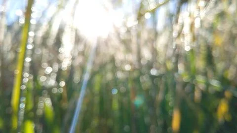 The splendor of dewdrops with a bokeh texture. Stock Photos