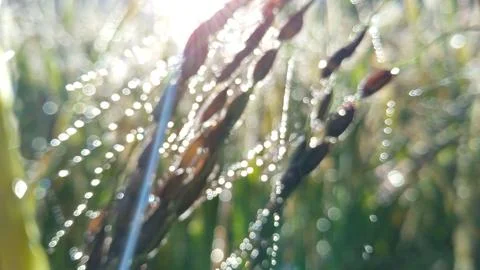 The splendor of dewdrops with a bokeh texture. Stock Photos