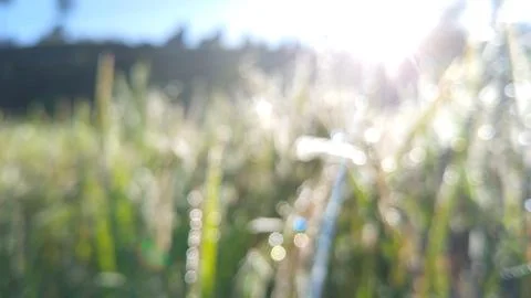 The splendor of dewdrops with a bokeh texture. Stock Photos