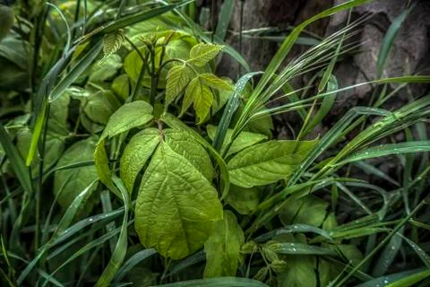 Splendor in the Grass Stock Photos